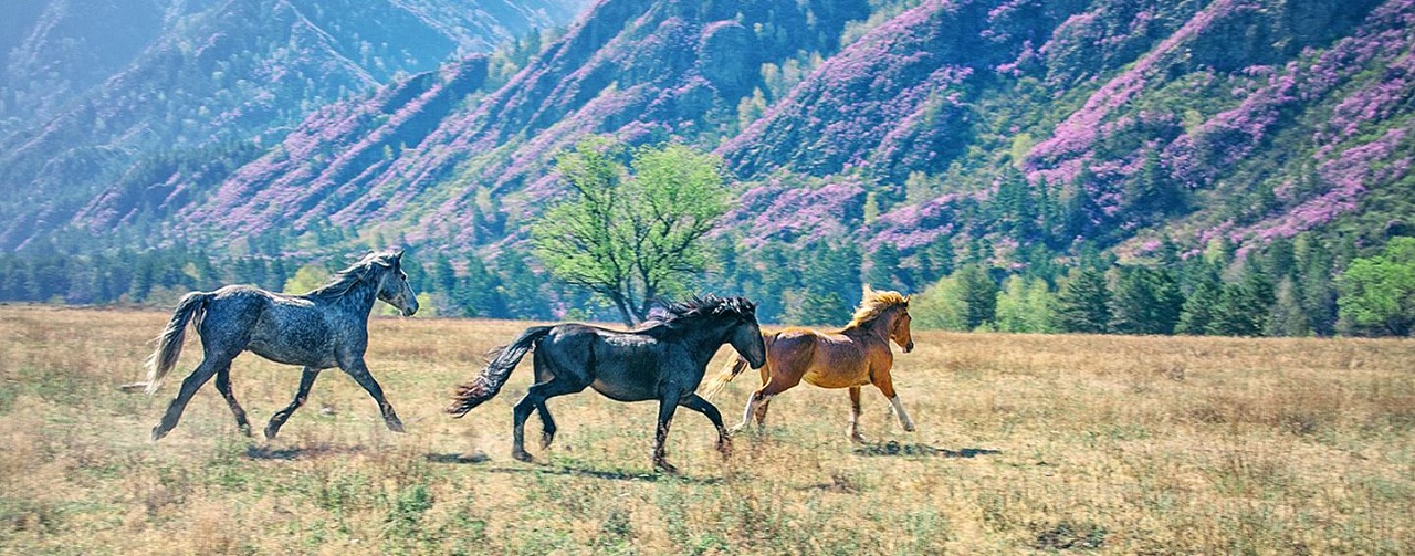 Рекламный тур "Лучшее на Алтае" 2024